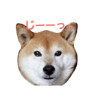 柴犬三太（個別スタンプ：2）