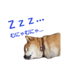 柴犬三太（個別スタンプ：3）
