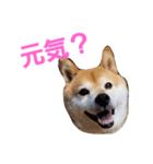 柴犬三太（個別スタンプ：4）