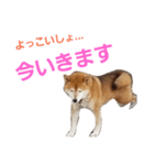 柴犬三太（個別スタンプ：5）