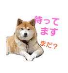 柴犬三太（個別スタンプ：6）