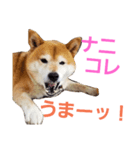 柴犬三太（個別スタンプ：7）