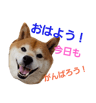 柴犬三太（個別スタンプ：8）