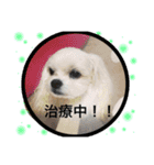 ウチのマルチー’S（個別スタンプ：4）
