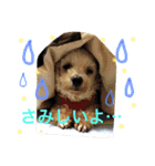 ウチのマルチー’S（個別スタンプ：6）