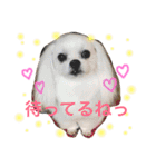 ウチのマルチー’S（個別スタンプ：8）