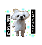 ウチのマルチー’S（個別スタンプ：12）