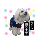 ウチのマルチー’S（個別スタンプ：13）