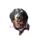 パピックスみんみん2（個別スタンプ：1）