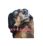パピックスみんみん2（個別スタンプ：3）