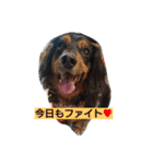 パピックスみんみん2（個別スタンプ：23）