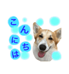 コーギーまろんくん（個別スタンプ：2）