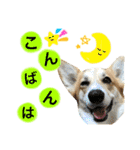 コーギーまろんくん（個別スタンプ：3）