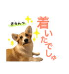 コーギーまろんくん（個別スタンプ：6）