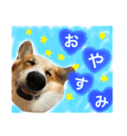 コーギーまろんくん（個別スタンプ：7）
