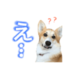 コーギーまろんくん（個別スタンプ：8）