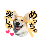 コーギーまろんくん（個別スタンプ：13）