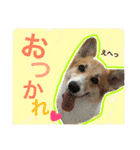 コーギーまろんくん（個別スタンプ：16）
