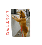 Mameshiba  Hug  from  Hakata（個別スタンプ：7）