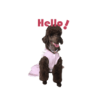 Chocolate Poodle（個別スタンプ：1）