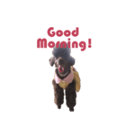 Chocolate Poodle（個別スタンプ：2）