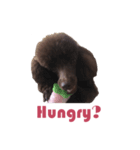 Chocolate Poodle（個別スタンプ：3）