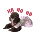 Chocolate Poodle（個別スタンプ：4）
