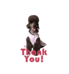Chocolate Poodle（個別スタンプ：6）