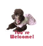 Chocolate Poodle（個別スタンプ：7）