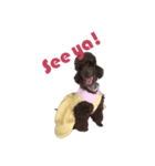 Chocolate Poodle（個別スタンプ：8）