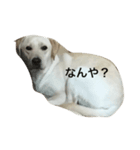 PとR（個別スタンプ：4）