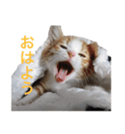 sukotoraNYANKO（個別スタンプ：5）