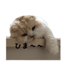 sukotoraNYANKO（個別スタンプ：10）