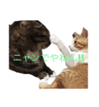 sukotoraNYANKO（個別スタンプ：16）