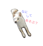 白しばいぬ（個別スタンプ：6）