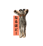 宮城生まれのずんだちゃん（個別スタンプ：7）