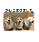 shiba.family（個別スタンプ：1）