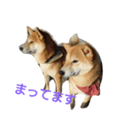 shiba.family（個別スタンプ：2）