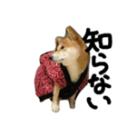 shiba.family（個別スタンプ：3）