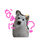 shiba.family（個別スタンプ：4）