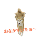 shiba.family（個別スタンプ：5）
