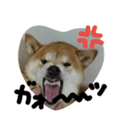 shiba.family（個別スタンプ：7）