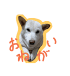 shiba.family（個別スタンプ：8）