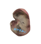 うちのテトくん（個別スタンプ：2）