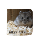 うちのテトくん（個別スタンプ：3）