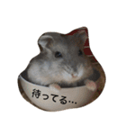 うちのテトくん（個別スタンプ：5）