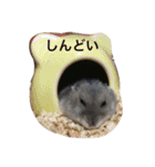 うちのテトくん（個別スタンプ：6）