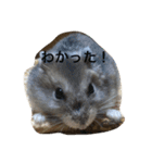 うちのテトくん（個別スタンプ：24）