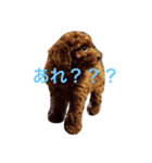 僕は 茶々丸です。（個別スタンプ：1）