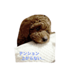 僕は 茶々丸です。（個別スタンプ：4）